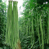 VAACNEE MOCCUROD yard-long bean seeds pack ready for planting in warm soil