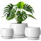 Vancasso three-pack ceramic pots create cohesive indoor plant display