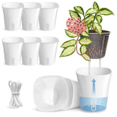 Vandorelle 4in self-watering pot with clear inner cup showing root growth