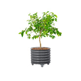 Vego Garden rolling metal planter front view showcases a sturdy 24-inch frame for patios