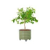 Vego Garden rolling metal planter 24-inch front view with wheels for easy mobility