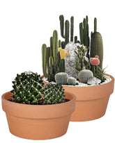 Vensovo 8-inch terracotta shallow succulent pot with drainage hole promotes healthy root airflow.