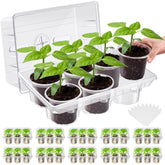 Vesici seed-starter-tray with 60 cells for organized germination and easy transplanting