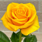 VISTATU 100+ Yellow Rose Seeds pack ready for borders and backyard color.