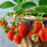 VISTATU 2300+ perpetual strawberry seeds pack ready for home garden use