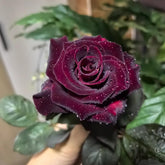 VISTATU black red rose seeds pack closeup for vibrant garden color.