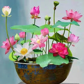 VISTATU bonsai-bowl-lotus-seeds-pack ready to sprout for ponds.
