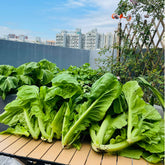 VISTATU broadleaf mustard seeds seed pack with rosette leaves for vibrant garden color