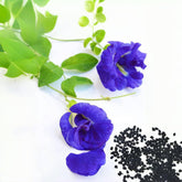 VISTATU Butterfly Pea Seeds blue flowers brighten borders and attract pollinators.
