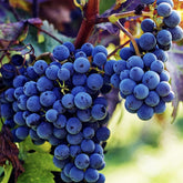 VISTATU Concord grape seeds packaging for home planting and high germination.