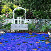 VISTATU creeping thyme seeds packet for ground cover and low-maintenance gardening.