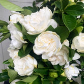 VISTATU Gardenia seeds pack front view, ideal for home gardening and starting a scented bloom garden.