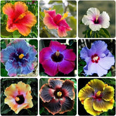 VISTATU giant hibiscus seeds mixed-pack blooms for vibrant tropical color in sunny gardens.