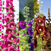 VISTATU Hollyhock seeds 700-plus pack ready for vibrant border blooms.