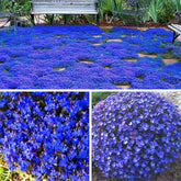 VISTATU Magic Blue Creeping Thyme seeds for durable ground cover in gardens.