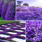 VISTATU Magic Purple Creeping Thyme seeds pack for lush ground cover in gardens.