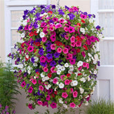VISTATU Petunia Grandiflora mix seeds in rainbow colors for vibrant garden blooms.