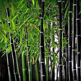 VISTATU purple-black bamboo seeds pack for vibrant garden privacy screening