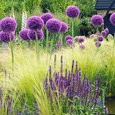 VISTATU purple-blue allium seeds packet ready for planting in sunny borders