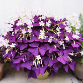 VISTATU purple shamrock oxalis triangularis bulbs for year-round indoor and outdoor blooms.
