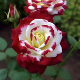 VISTATU seed packet with rare twin red and white roses for vibrant garden color.