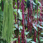 VISTATU yard-long bean seeds packet closeup for easy home gardening