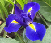 Votaniki Blue Magic Dutch Iris bloom in a sunny garden, ideal for vibrant borders.
