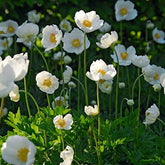 Votaniki The Bride white anemone bloom close-up, ideal for long-lasting spring bouquets
