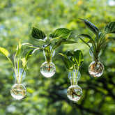 wangsdjy window-propagation-station-glass-vase showcases elegant roots and leaves display.
