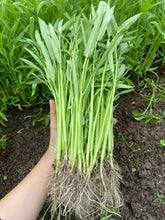 Water spinach seeds in a seed pack ready for vibrant home garden greens.