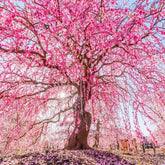 Weeping Cherry Seeds cascading blooms in a sunny hanging basket.