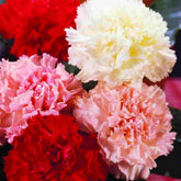 Welldales 50x mixed carnation seeds pack for vibrant garden color and balcony pots.