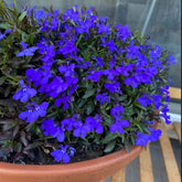 Welldales blue lobelia seeds pack for vibrant garden color.