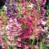 Welldales mixed penstemon seeds pack for vibrant garden color in beds and containers.