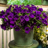 Welldales Violet Petunia Seeds pack ready for garden planting and vibrant color.