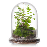 WHJY 6-inch glass cloche with base offering crystal-clear view for plant appreciation.