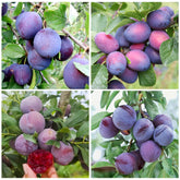 Wild Plum Tree Seeds pack shot showing home orchard potential and tasty fruit.