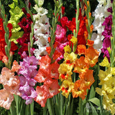 Willard & May Grower Special Mix Gladiolus color blooms for dramatic garden color