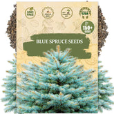 Wily Fox blue spruce seeds pack cover showing heirloom strength for yard landscaping.