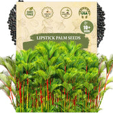Wily Fox Lipstick Palm seeds pack ready for planting in tropical gardens