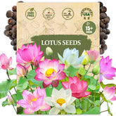 Wily Fox premium lotus seeds pre-cut for easy germination in a bonsai setup