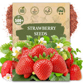 Wily Fox Rare Strawberry Seeds pack for planting in home gardens.