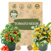 Wily Fox Tiny Tim red tomatoes thriving in a container for balcony gardening.