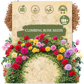 Wily Fox climbing rose seeds pack for dense vertical growth
