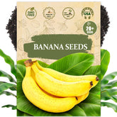 Wily Fox heirloom banana seeds in a 20-count pack for home germination and growth.
