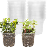 Winemana 4-inch seed starter pot with clear walls for healthy seedling growth.