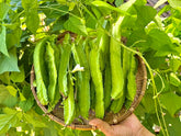Winged Bean Seeds Organic pack front highlighting high germination potential for home gardens