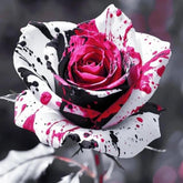 Wivolibe rose seeds packaging close-up for home gardeners