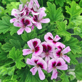 Wivolibe 1800+ citronella seeds pack ready for easy backyard planting.