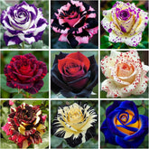Wivolibe 300+ mixed rose seeds pack for vibrant garden color.